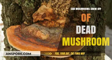 Can Mushrooms Grow from Dead Mushrooms? Exploring Fungal Recycling