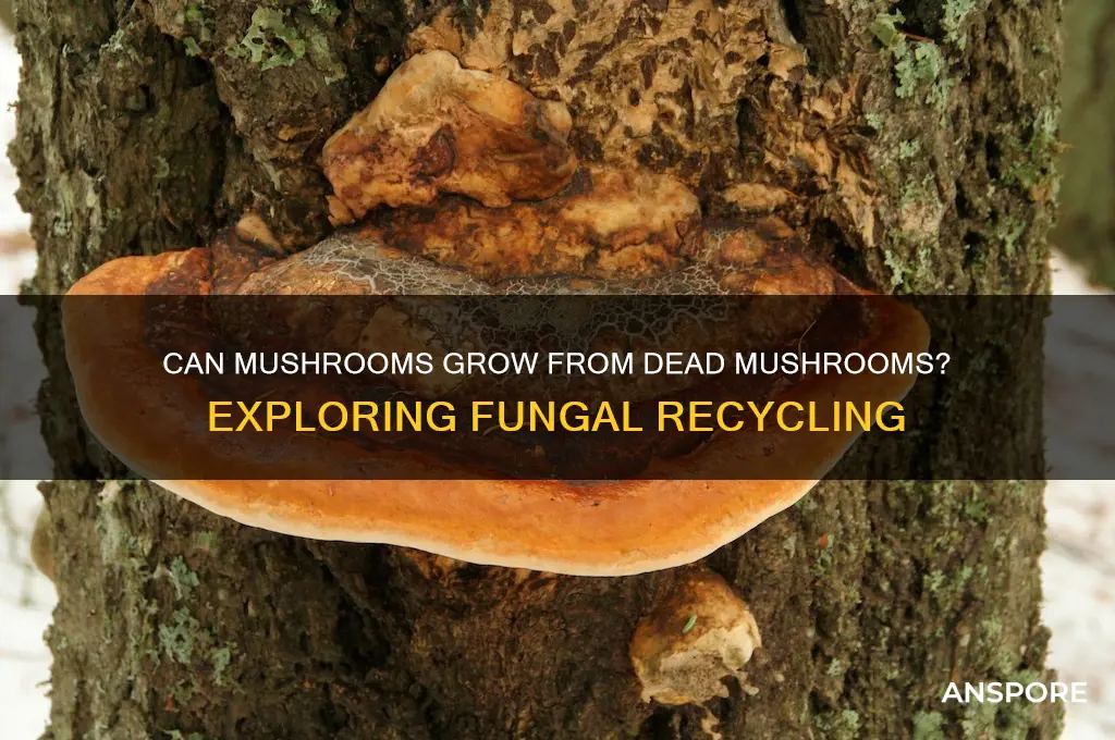 can mushrooms grow off of dead mushrooms