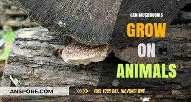 Can Mushrooms Grow on Animals? Exploring Fungal Growth on Living Hosts