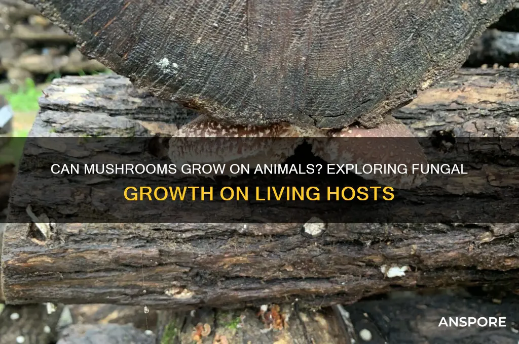 can mushrooms grow on animals