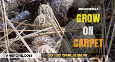 Can Mushrooms Grow on Carpet? Surprising Facts and Prevention Tips