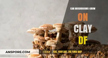 Can Mushrooms Thrive on Clay? Exploring Unconventional Substrates for Growth