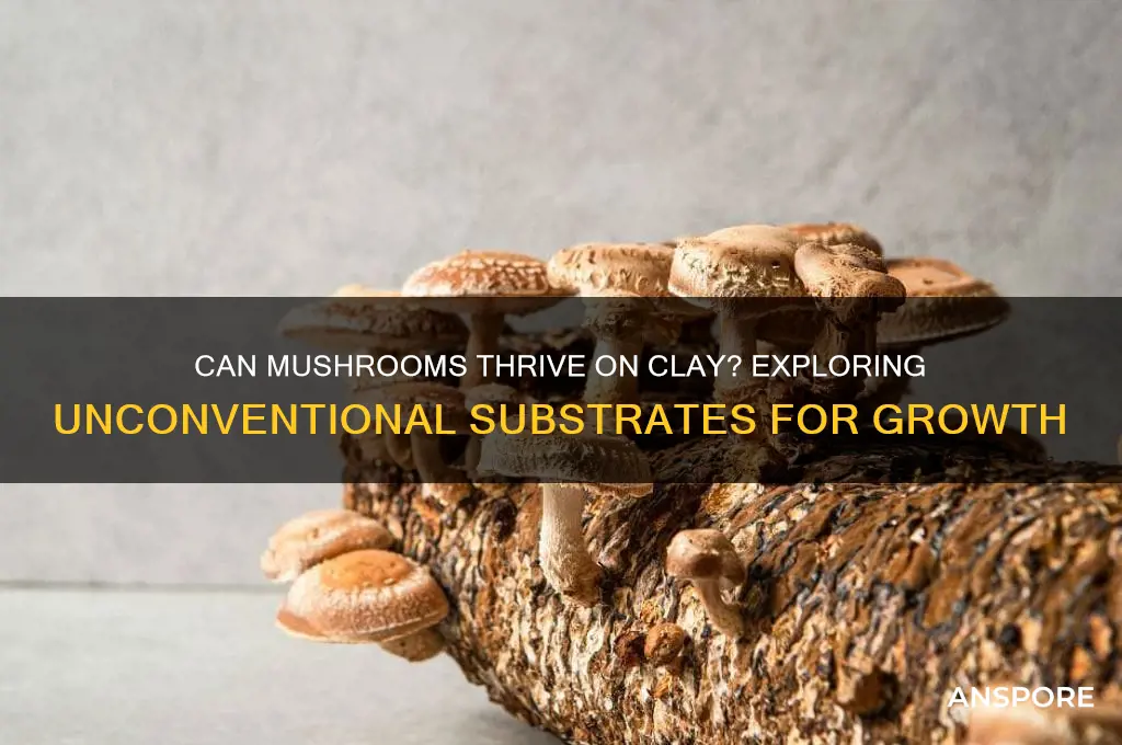 can mushrooms grow on clay df