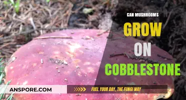 Can Mushrooms Thrive on Cobblestone? Exploring Unlikely Growth Surfaces