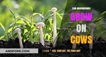 Can Mushrooms Grow on Cows? Exploring Fungal Growth on Livestock