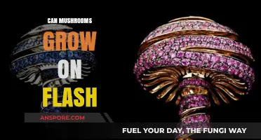 Can Mushrooms Thrive on Flash Drives? Unlikely Fungal Growth Explored