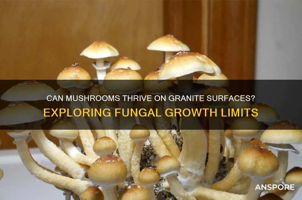can mushrooms grow on granite