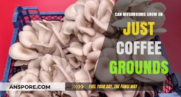 Mushrooms on Coffee Grounds: A Surprising Sustainable Growing Method