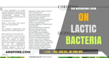 Mushrooms and Lactic Bacteria: Exploring Symbiotic Growth Possibilities