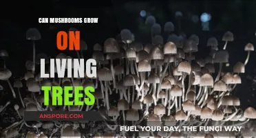 Can Mushrooms Thrive on Living Trees? Exploring Fungal Tree Relationships