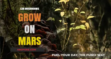 Can Mushrooms Thrive on Mars? Exploring Fungal Life in Space