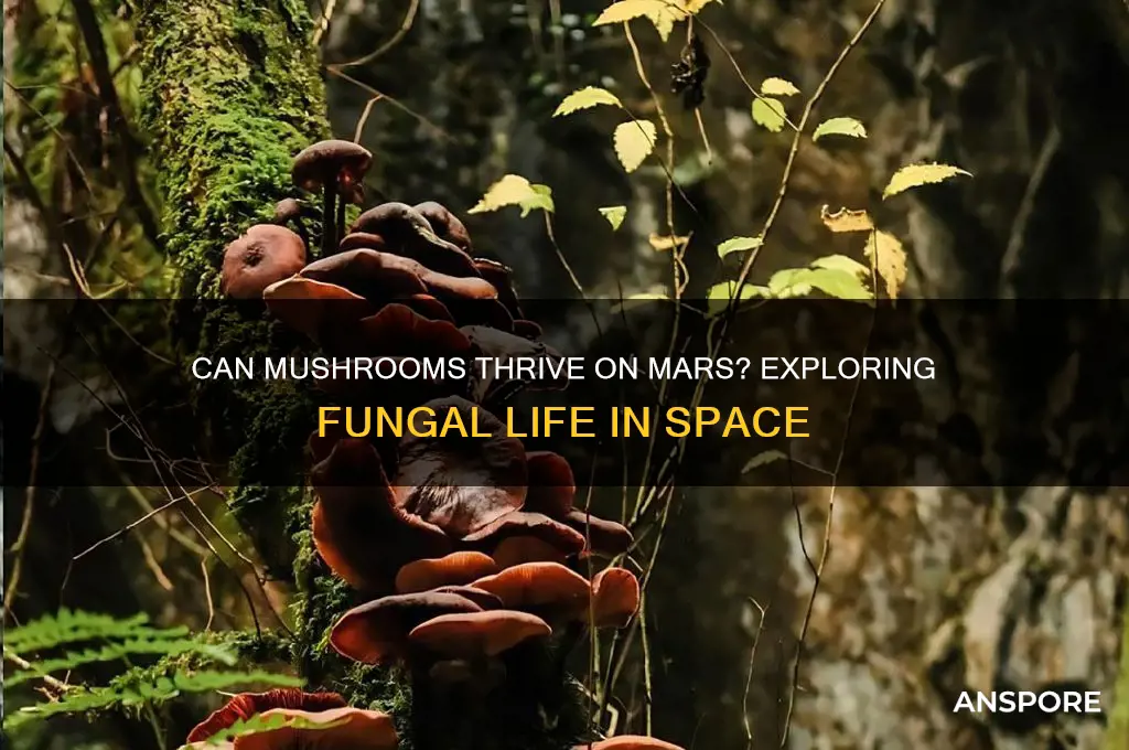 can mushrooms grow on mars