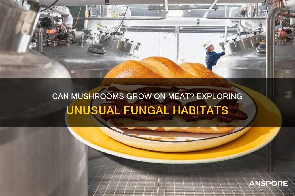 can mushrooms grow on meat