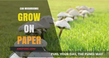 Can Mushrooms Thrive on Paper? Exploring Unconventional Substrates for Growth