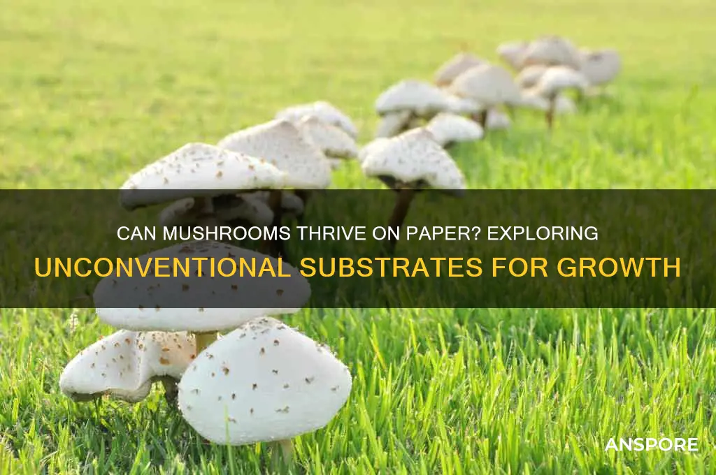 can mushrooms grow on paper
