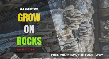 Mushrooms on Rocks: Unveiling the Surprising Truth About Their Growth