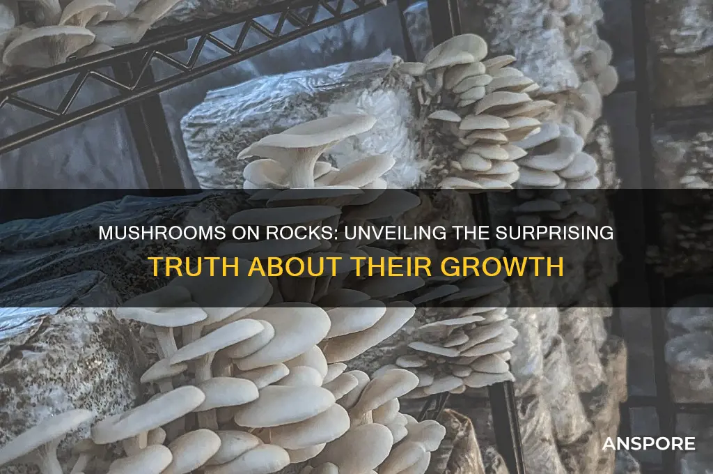 can mushrooms grow on rocks
