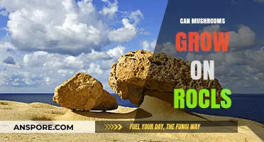 Can Mushrooms Thrive on Rocks? Exploring Unlikely Fungal Habitats