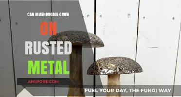 Can Mushrooms Thrive on Rusted Metal Surfaces? Exploring Fungal Growth
