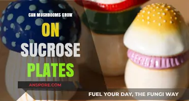 Can Mushrooms Thrive on Sucrose Plates? Exploring Fungal Growth Conditions