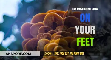 Can Mushrooms Grow on Your Feet? Uncovering the Truth and Myths