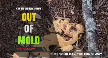 Mushrooms vs. Mold: Can Fungi Thrive from Mold Growth?