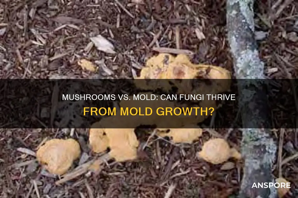 can mushrooms grow out of mold