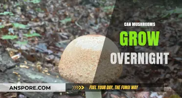 Do Mushrooms Grow Overnight? Unveiling the Truth Behind Rapid Fungal Growth