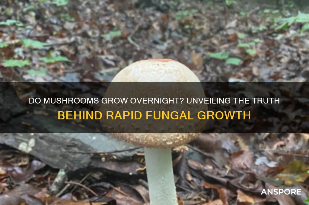 can mushrooms grow overnight