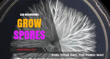 Can Mushrooms Grow Spores? Unveiling the Fascinating Fungal Reproduction Process