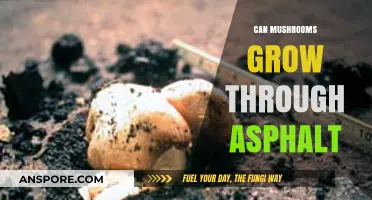 Mushrooms Growing Through Asphalt: Nature's Resilience Unveiled