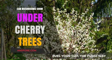 Mushrooms Under Cherry Trees: Exploring the Symbiotic Relationship