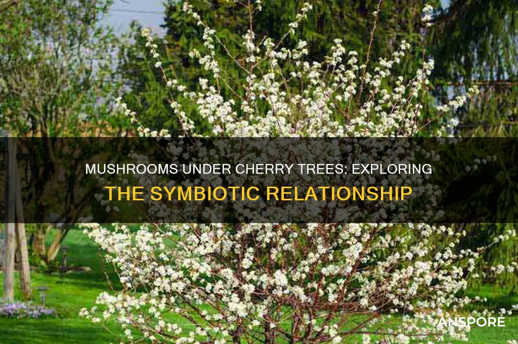 can mushrooms grow under cherry trees
