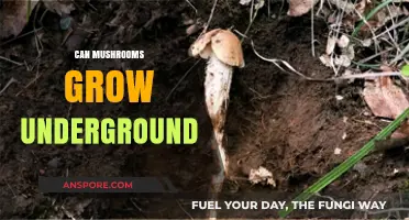 Can Mushrooms Thrive Underground? Exploring Subterranean Fungal Growth Secrets