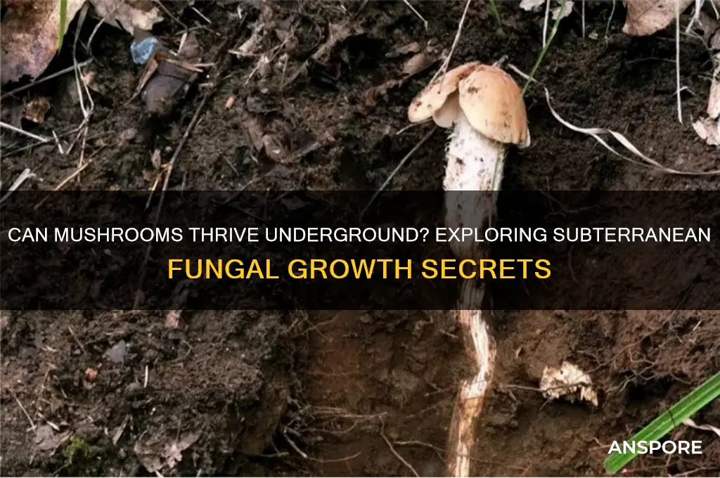 can mushrooms grow underground