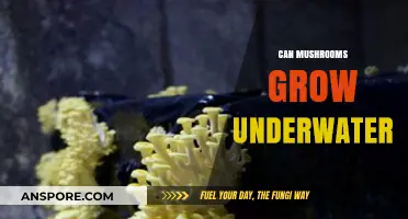 Can Mushrooms Thrive Underwater? Exploring Submerged Fungal Growth Possibilities