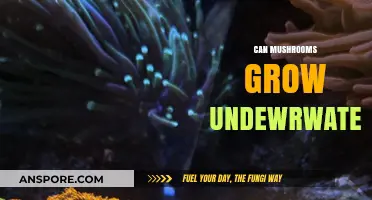 Can Mushrooms Thrive Underwater? Exploring Submerged Fungal Growth Possibilities