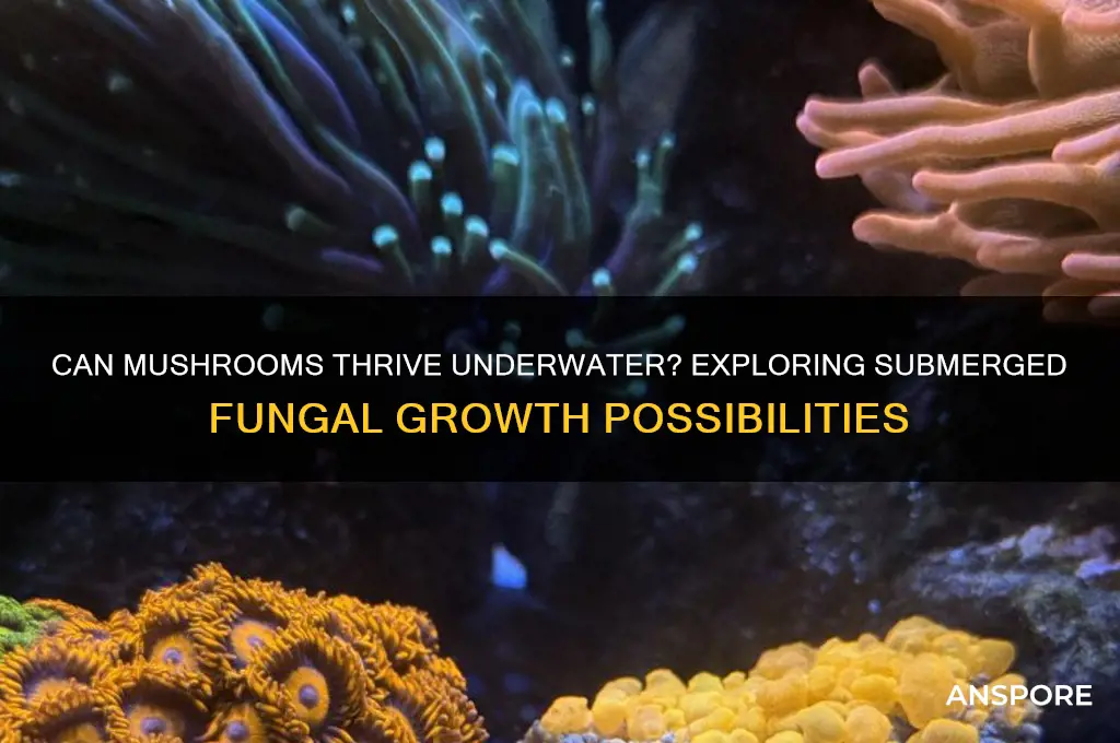 can mushrooms grow undewrwater