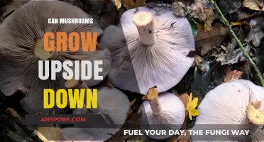 Upside-Down Mushrooms: Exploring Gravity-Defying Fungal Growth Possibilities