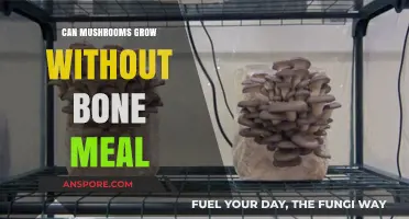 Mushroom Growth Without Bone Meal: Alternative Methods Explored