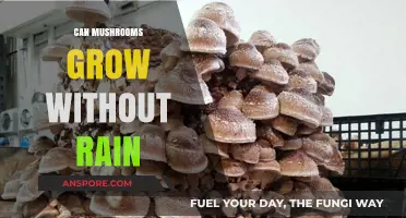 Mushrooms Without Rain: Exploring Growth in Dry Environments