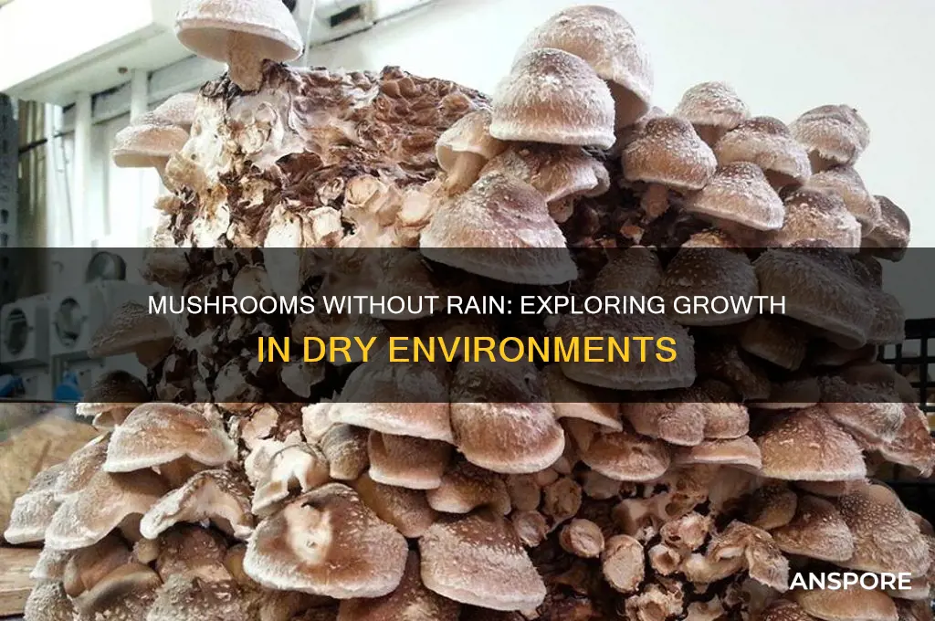 can mushrooms grow without rain