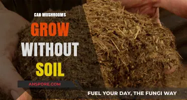 Mushroom Cultivation Without Soil: Exploring Alternative Growing Methods