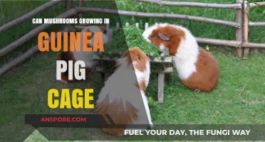 Mushrooms in Guinea Pig Cages: Causes, Risks, and Safe Solutions