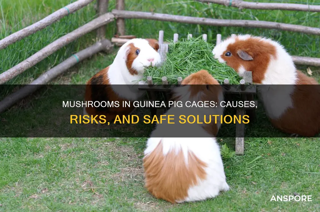 can mushrooms growing in guinea pig cage