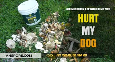 Mushrooms in Your Yard: Are They a Danger to Your Dog?
