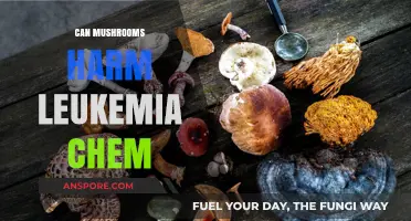 Mushrooms and Leukemia Chemotherapy: Potential Harms and Interactions Explained