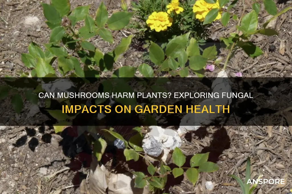 can mushrooms harm plants