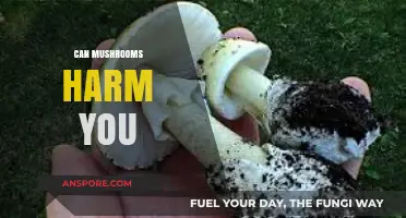 Mushroom Safety: Potential Risks and Harmful Effects Explained