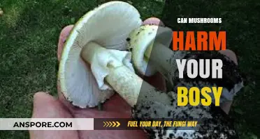 Mushrooms and Health: Potential Risks and Harmful Effects Explained